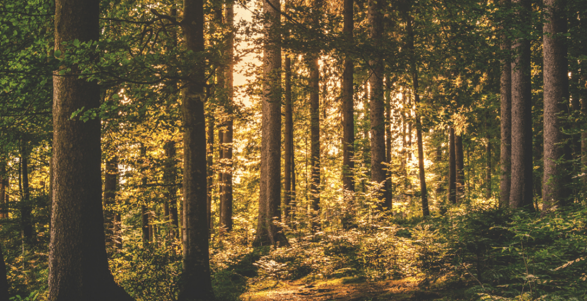 Getest en goedgekeurd: een woudbad in Tenneville