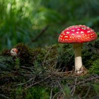 Comment partir à la découverte des champignons en Ardenne ?