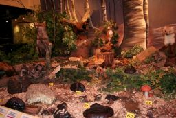 L'enclos des Fr�nes in Province of Luxembourg