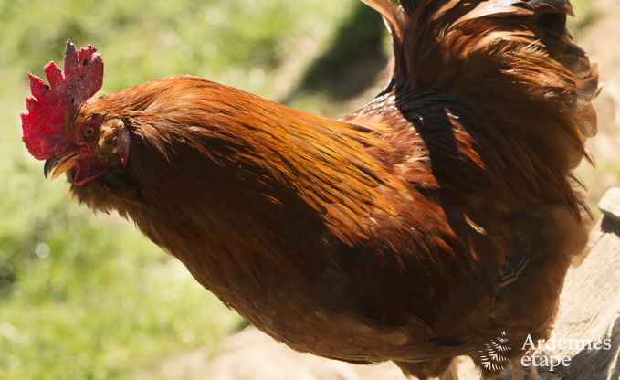 Holiday home for 10/12 people in Amel, High Fens