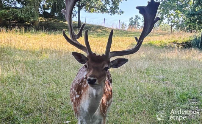 Charming house in Bastogne in the Ardennes: accommodation for 18 people
