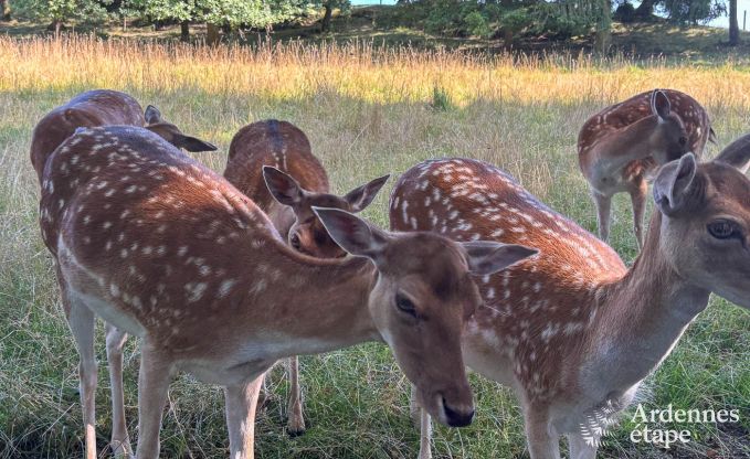 Charming house in Bastogne in the Ardennes: accommodation for 18 people