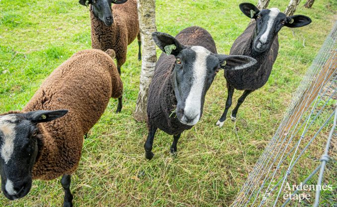 Holiday cottage in Bastogne for 8 persons in the Ardennes