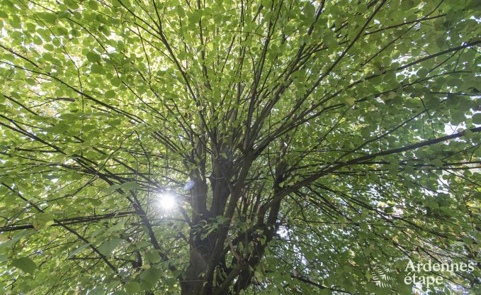 Chalet in Beauraing for 4 persons in the Ardennes