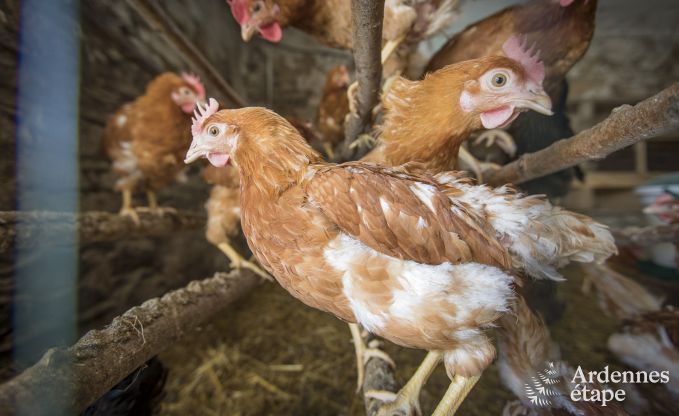 Holiday cottage in Bertrix for 9 persons in the Ardennes