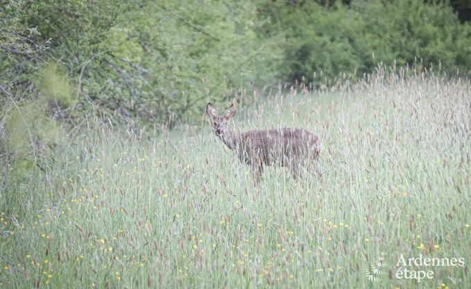 Holiday cottage in Couvin for 8 persons in the Ardennes