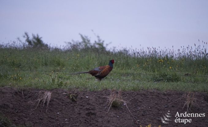 Holiday cottage in Couvin for 8 persons in the Ardennes