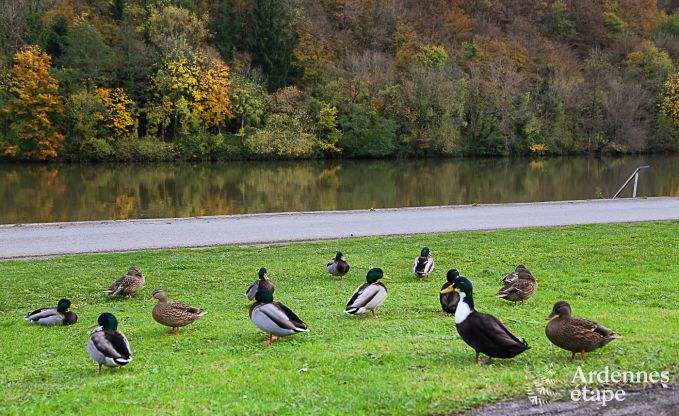 Chalet in Dinant (Hastire) for 6 persons in the Ardennes