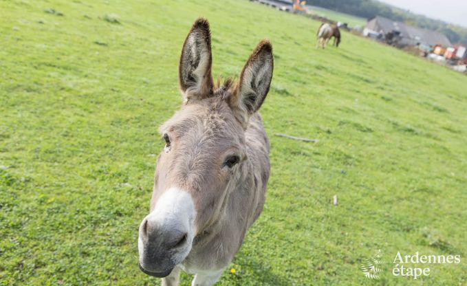 Holiday cottage in Doische (Dinant) for 8 persons in the Ardennes