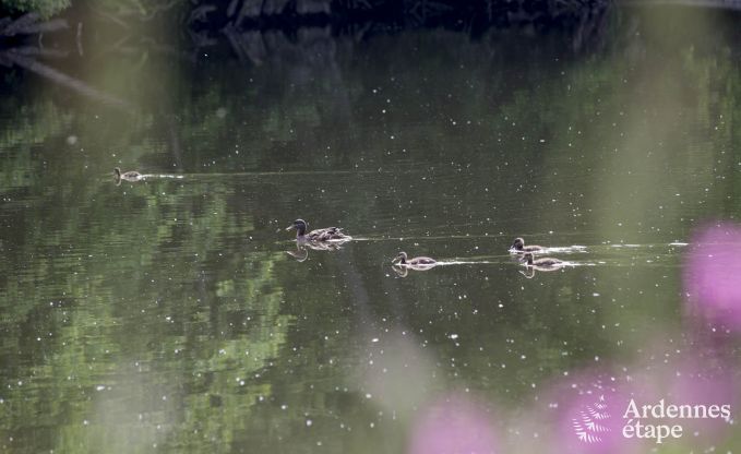Holiday cottage in Esneux for 12 persons in the Ardennes
