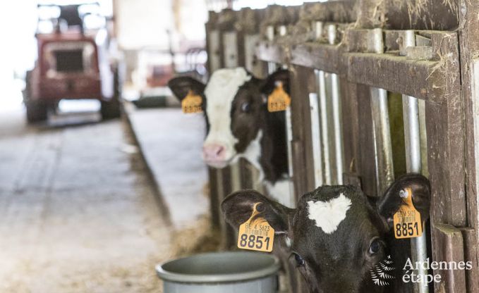 Holiday cottage in Esneux for 12 persons in the Ardennes