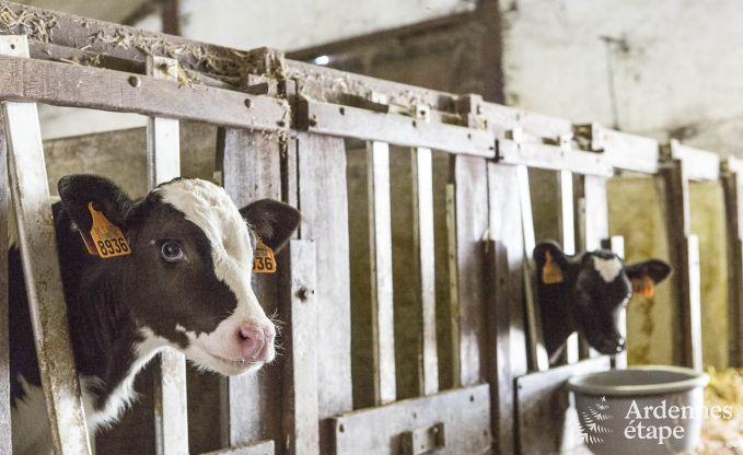 Holiday cottage in Esneux for 12 persons in the Ardennes