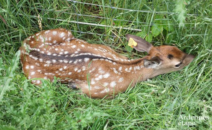 Holiday cottage in Gesves for 8 persons in the Ardennes
