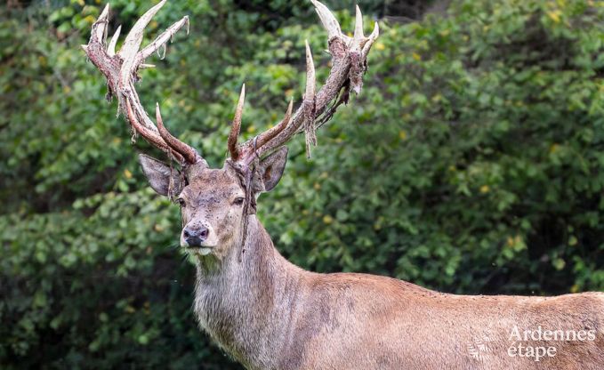 Holiday cottage in Gesves for 8 persons in the Ardennes