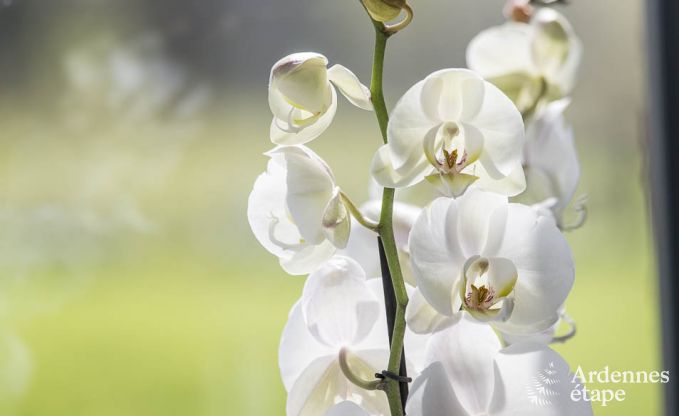 Holiday cottage in Gouvy for 9 persons in the Ardennes