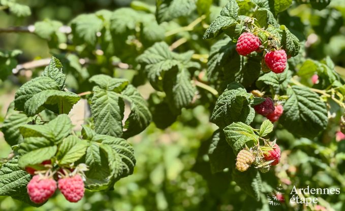 Spacious holiday home for 14 people with 5 bedrooms, 4 bathrooms and large private garden in Hamoir, Ardennes