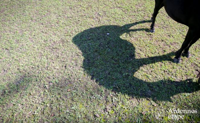 Holiday cottage in Hannut for 21 persons in the Ardennes