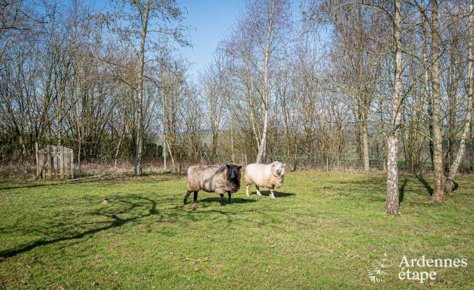 Spacious luxury villa with swimming pool in Hastire, Ardennes