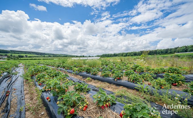 Magnificent holiday home for 14 people in Havelange