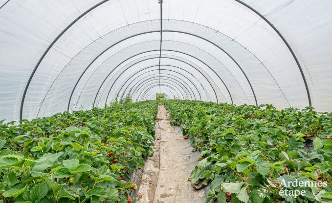 Magnificent holiday home for 14 people in Havelange