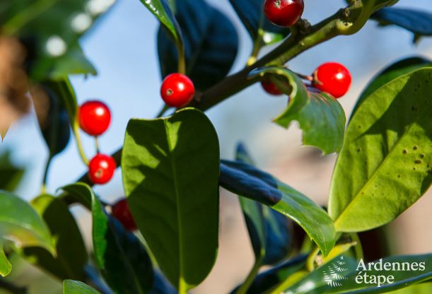 Holiday cottage in Hockai for 4/5 persons in the Ardennes