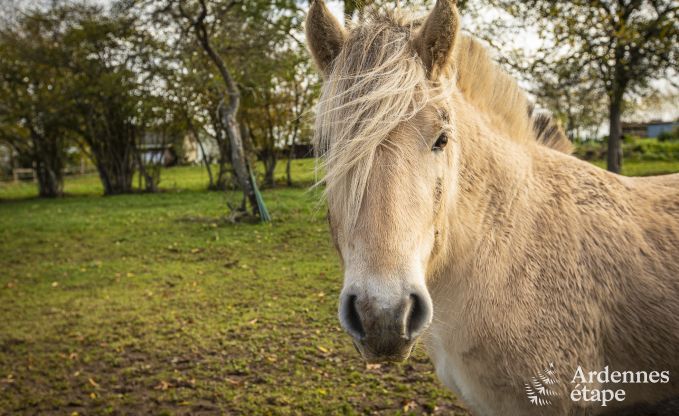 Luxury villa for 15 persons in Rendeux in the Ardennes