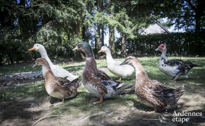 Holiday cottage in La Roche for 11/12 persons in the Ardennes