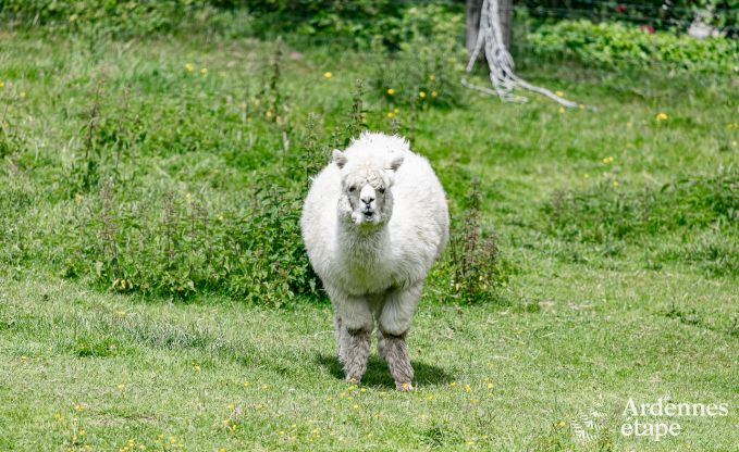 Holiday cottage in Manhay for 4 persons in the Ardennes