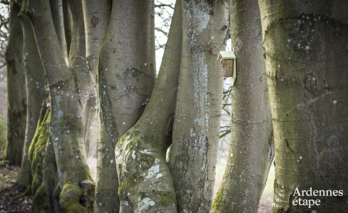 Chalet in Manhay for 2 persons in the Ardennes