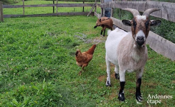 Holiday cottage in Marchin for 6 persons in the Ardennes