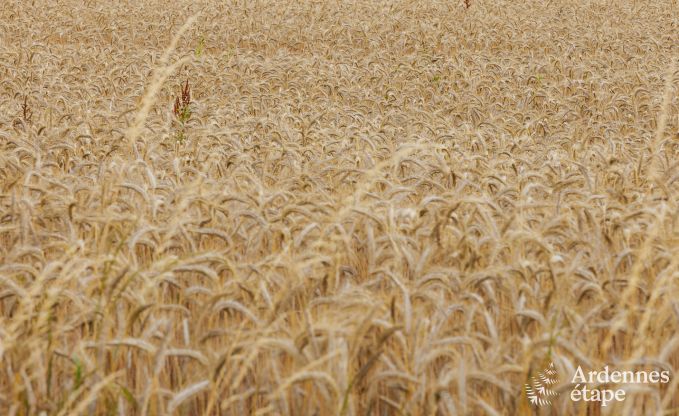 Holiday cottage in Nandrin for 8 persons in the Ardennes