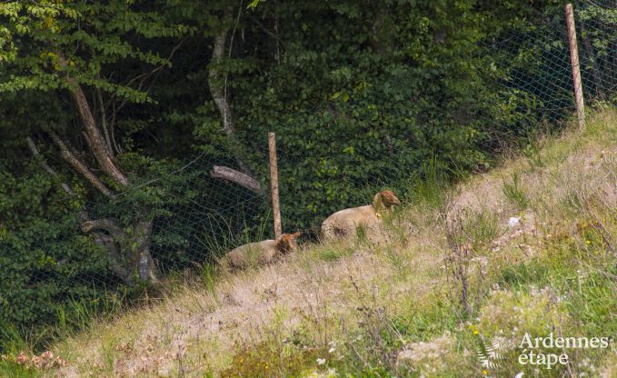 Holiday cottage in Paliseul for 12 persons in the Ardennes