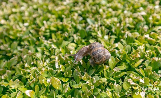 Holiday cottage in Philippeville for 8 persons in the Ardennes