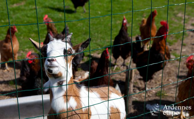 Holiday on a farm in Plombires for 6 persons in the Ardennes