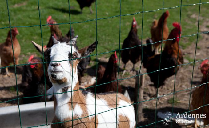 Holiday on a farm in Plombires for 6 persons in the Ardennes