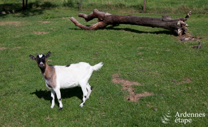 Holiday on a farm in Plombires for 6 persons in the Ardennes
