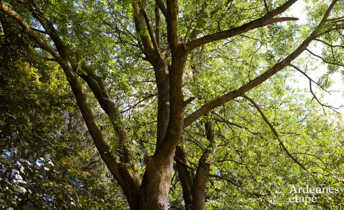 Holiday on a farm in Plombires for 6 persons in the Ardennes