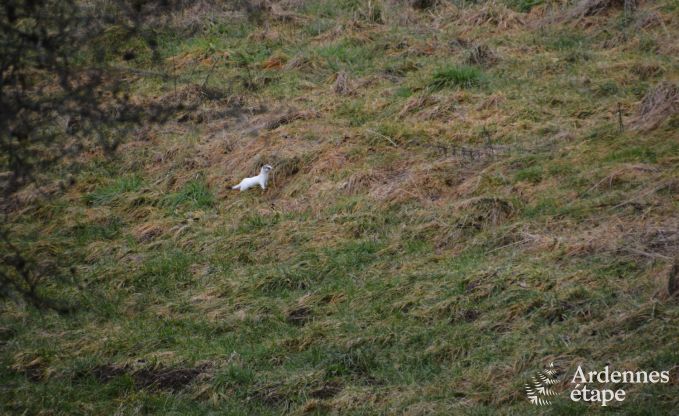 Cozy chalet in Porcheresse with heated pool and space for 4 people in the Ardennes