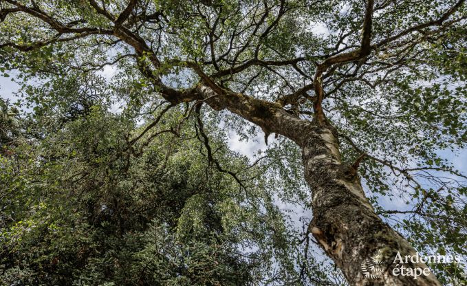 Charming cottage in Redu for 4 people