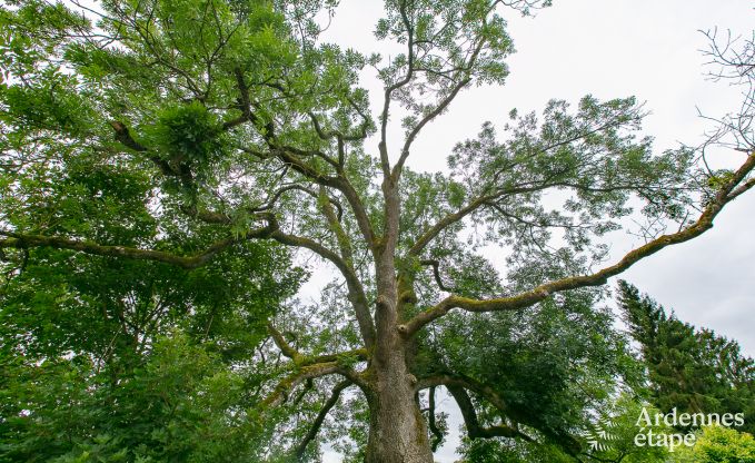 Holiday home in Rendeux, Ardennes, 6 people, 2 bedrooms, private garden, baby equipment, terrace with barbecue