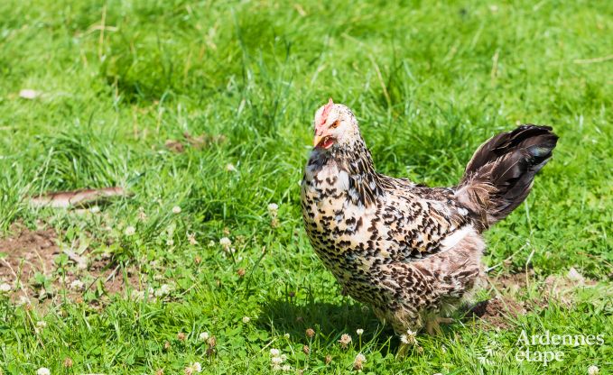 Holiday cottage in Saint-Vith for 6 persons in the Ardennes