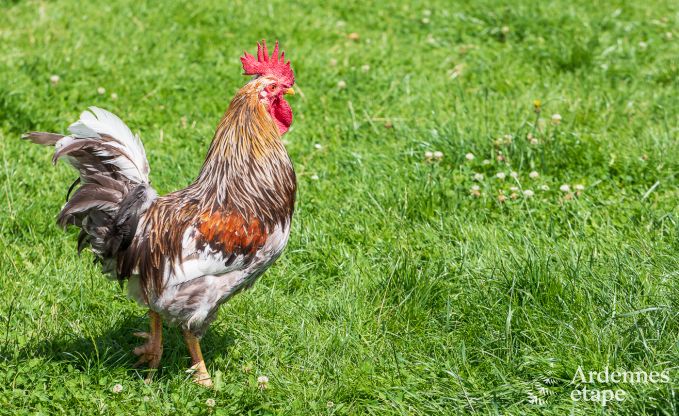 Holiday cottage in Saint-Vith for 6 persons in the Ardennes