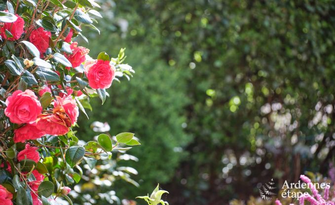 Charming holiday accommodation in the annex of a castle in Sars-la-Bruyre, Ardennes