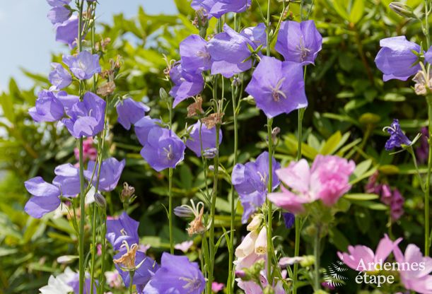 Chalet in Stavelot for 2 persons in the Ardennes