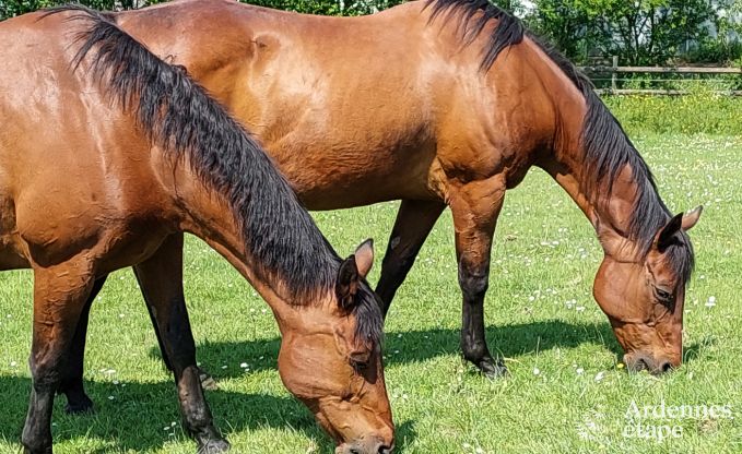 Holiday cottage in Vielsalm for 4/5 persons in the Ardennes