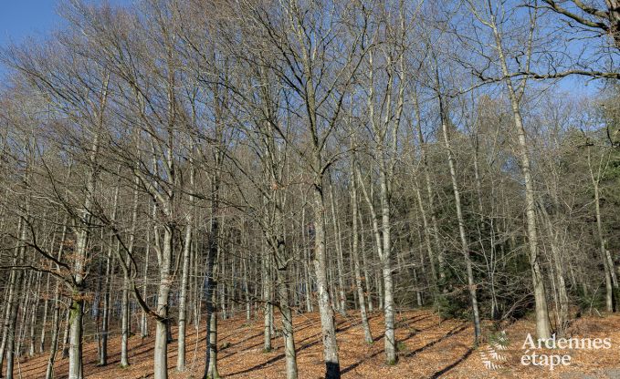 Comfortable and modern holiday home in the forest, Vielsalm - Ardennes