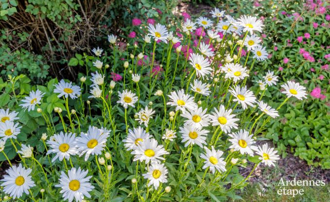 Holiday cottage in Virelles for 6 persons in the Ardennes