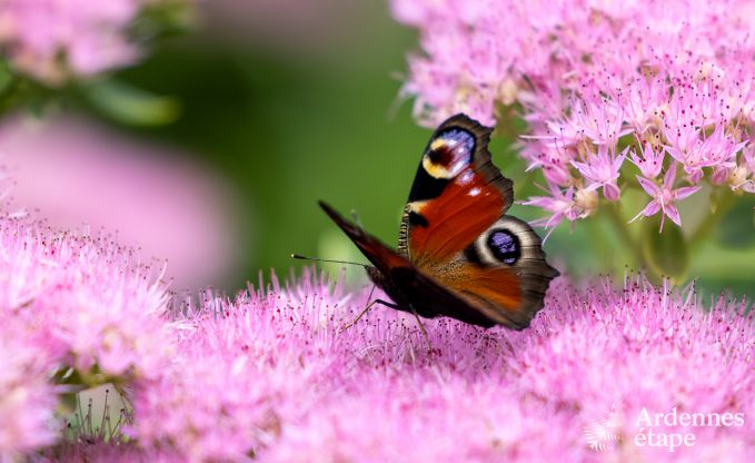 Luxury villa in Waimes for 14 persons in the Ardennes