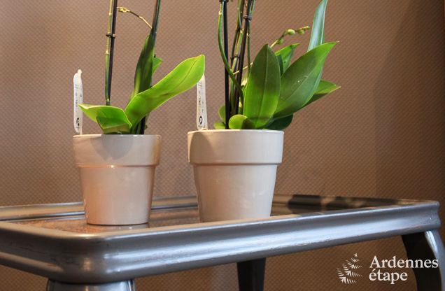 Holiday cottage in Waimes for 22 persons in the Ardennes