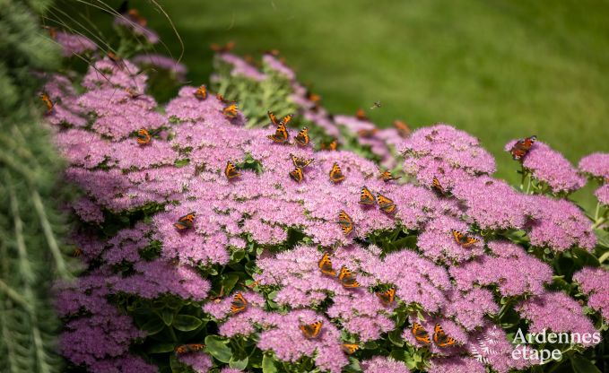Luxury villa in Waimes for 14 persons in the Ardennes